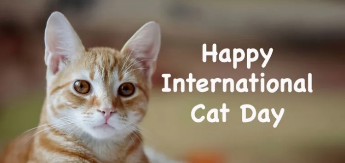 Happy International Cat Day 2022